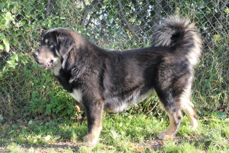 RITA  Henriet´s garden,(ARISSA x VIJAY)